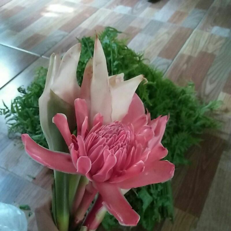 

bunga kecombrang
