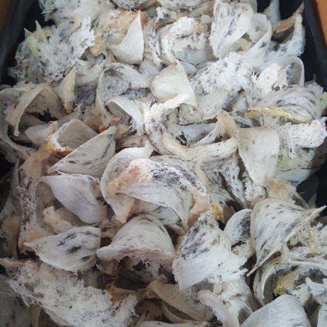 Sarang burung walet per 1 kg