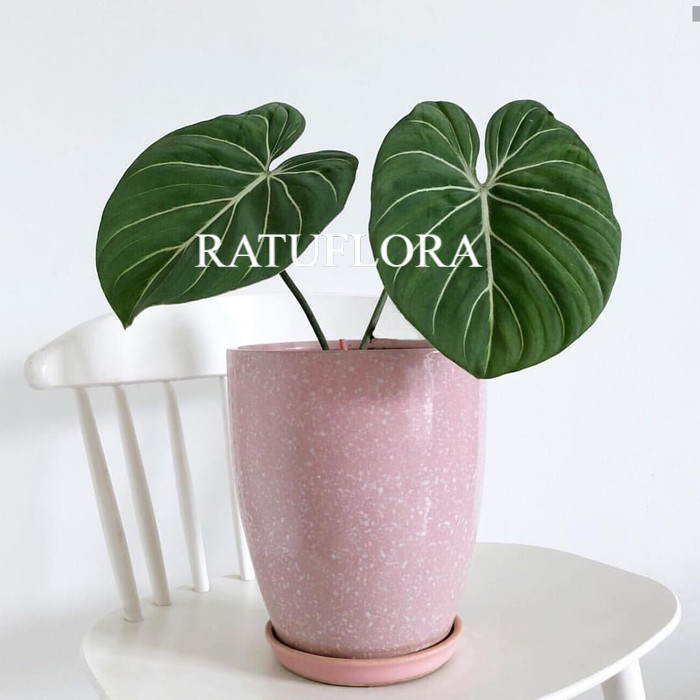 tanaman hias philodendron gloriosum - philo gloriosum