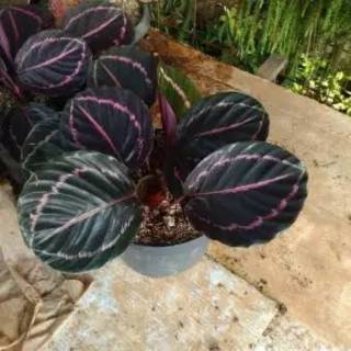  Calathea  Black  Lipstick  Tanaman Hias Shopee Indonesia