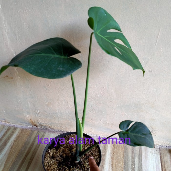 Special Jual Bibit Pohon Monstera Tanaman Hias Monstera Daun Besar Murah Shopee Indonesia