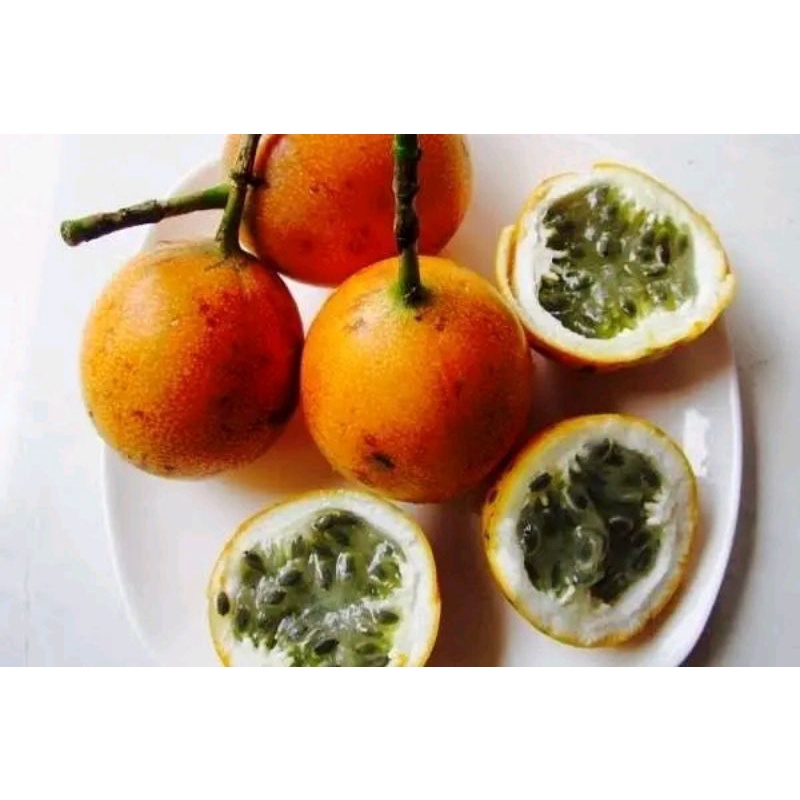 

buah markisa segar matang langsung dari pohon