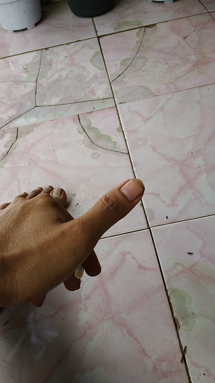 Tanaman Hias - Bibit Bunga Kacang Kuning