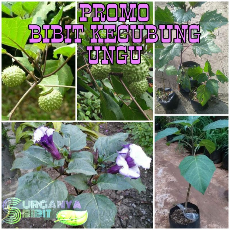 PROMO BIBIT KECUBUNG UNGU
