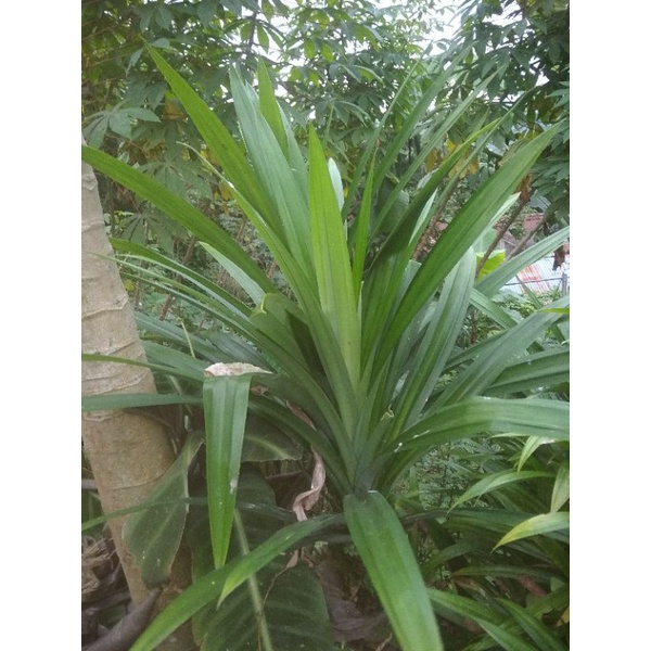 

Pandan wangi, bumbu masak