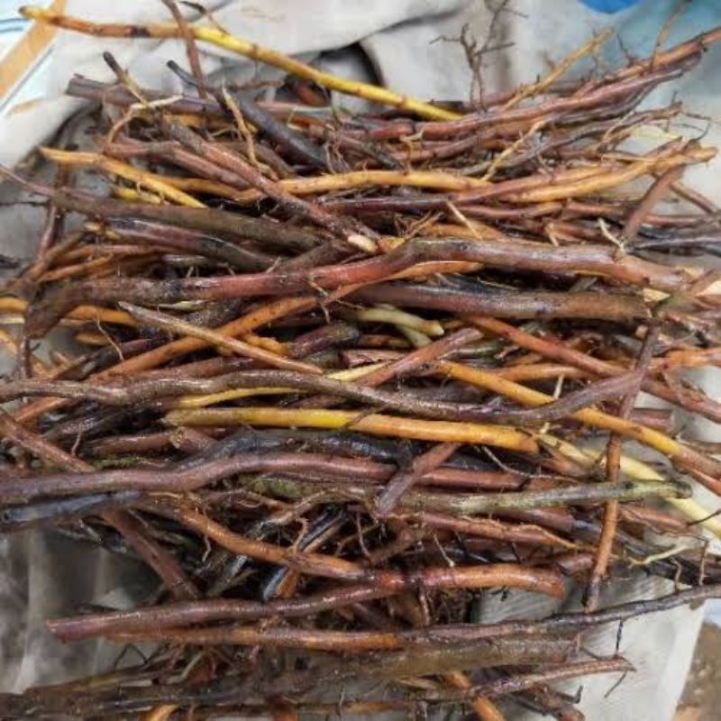 

1kg akar aren segar