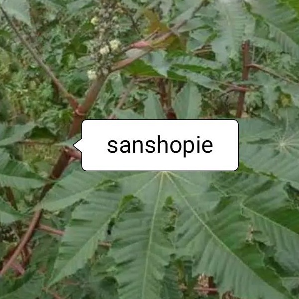 

Daun jarak merah segar paket 750 gram