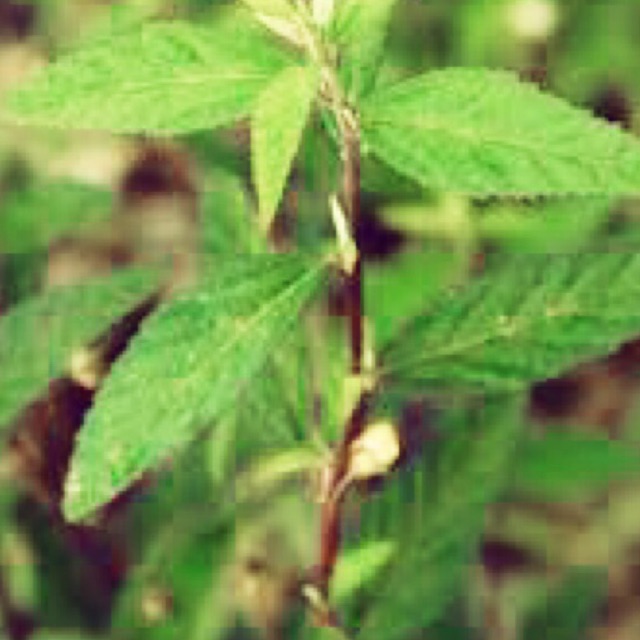 

Daun sidaguri segar 200 gr