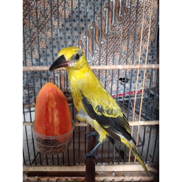 BURUNG KEPODANG JAWA PILIHAN
