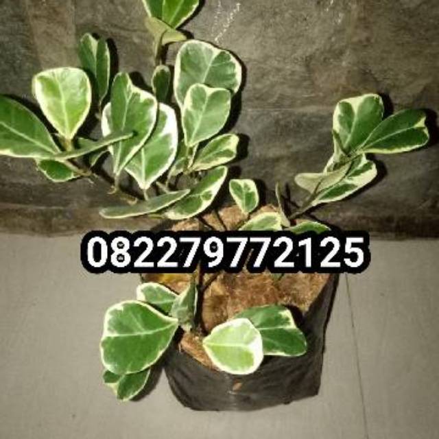 ficus butterfly variegata - pohon beringin kupu kupu - beringin variegata