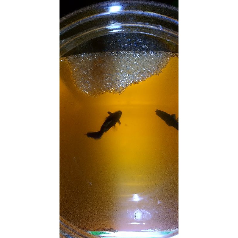 ikan cupang serian mds untuk koleksi (cupang bonsai)
