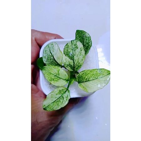 Anubias Pinto Dennerle