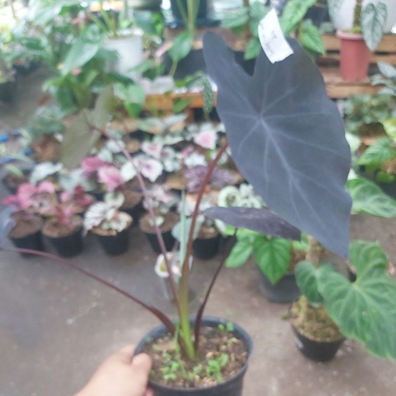 colocasia black magic