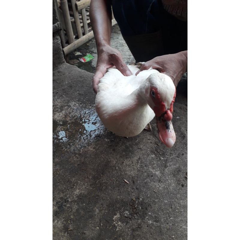 

entok hidup fres/1ekor