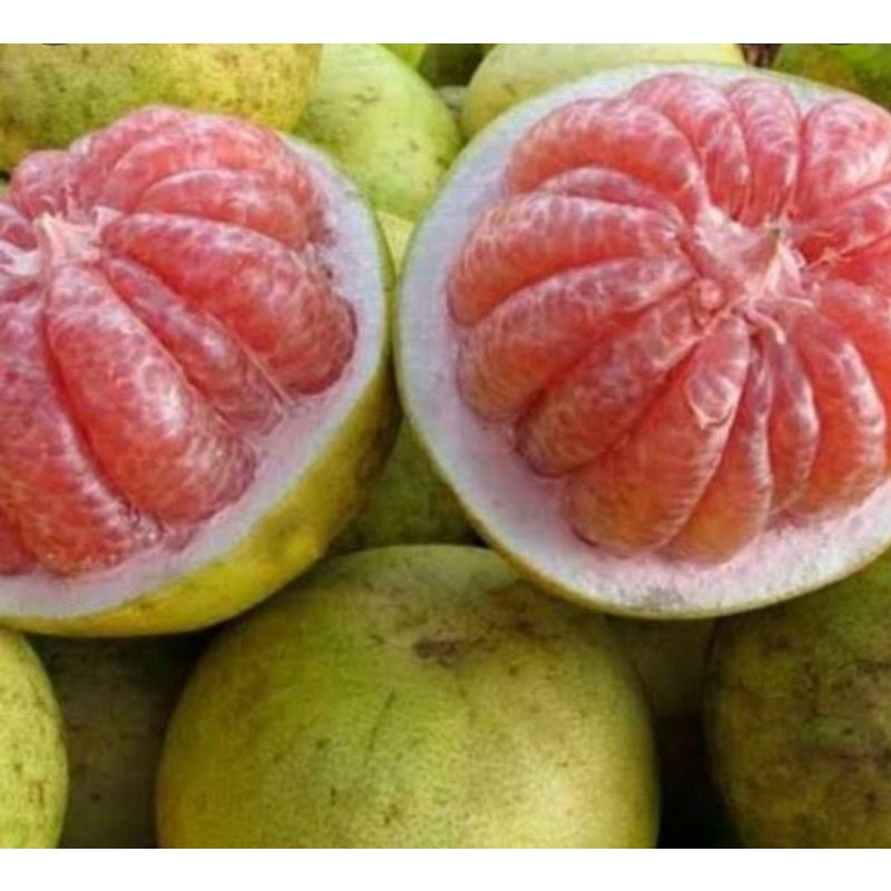 

Jeruk Bali pamelo merah