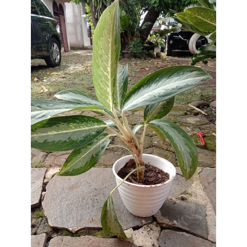 Aglaonema strip silver