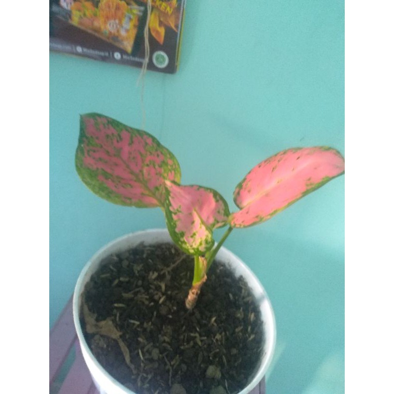 DUT ANJAMANI - AGLONEMA DUT ANJAMANI