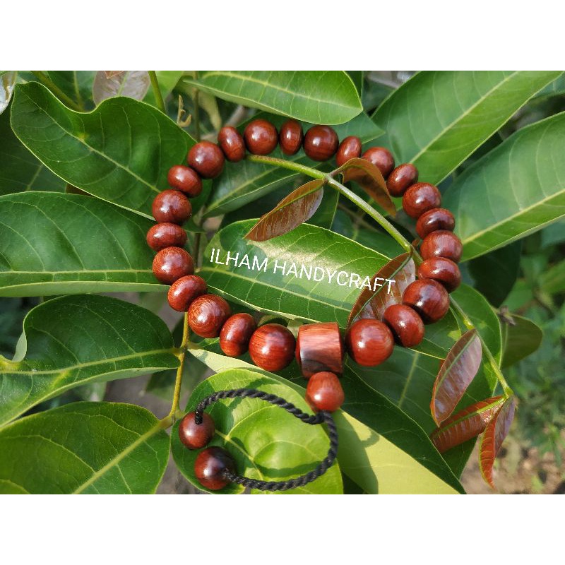 gelang nagasari petir akar tunjang kayu bertuan nusantara