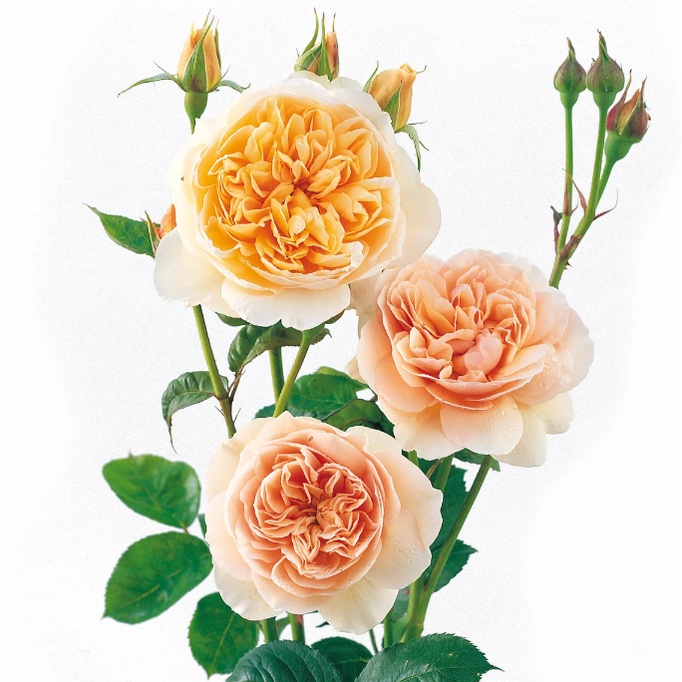 TANAMAN HIAS MAWAR JULIET / MAWAR IMPORT JULIET ROSE