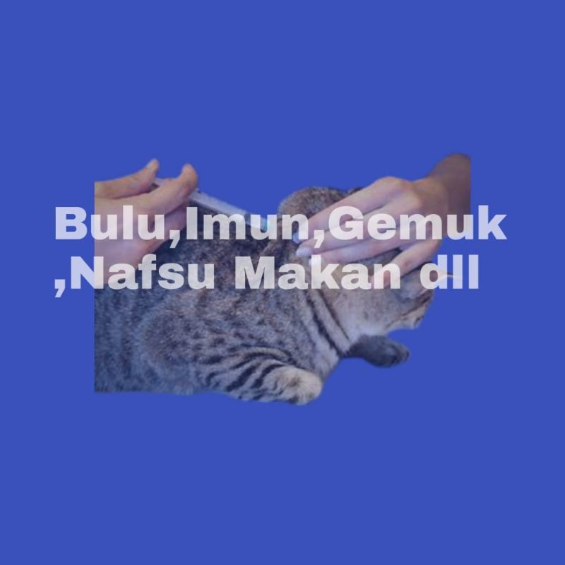 Vitamin Suplemen Kucing B1 Untuk (Birhi)  jantan Nafsu Makan Pemanjang Pelebat Bulu Napsu Makan by uky amino