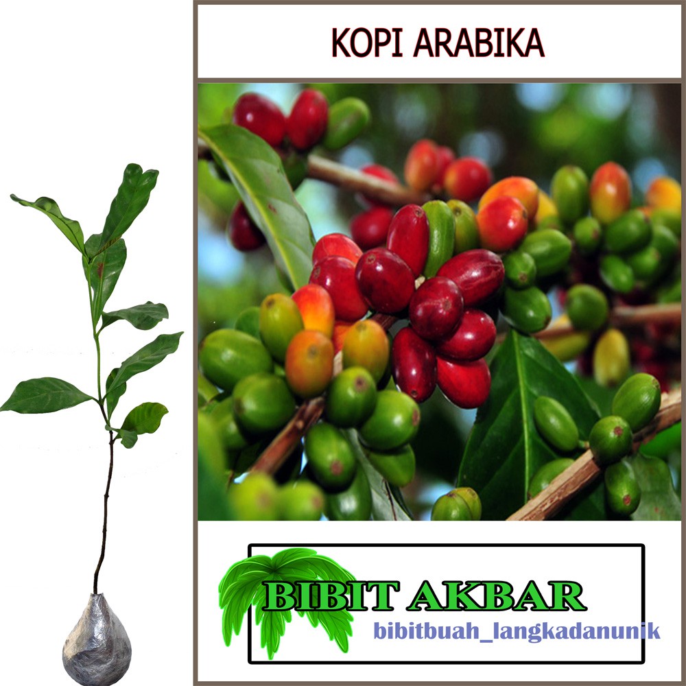 

Bibit tanaman Kopi Arabika