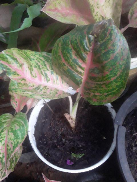 LEGACY LEGASI ANAKAN Tanaman Hias Aglaonema Aglonema 