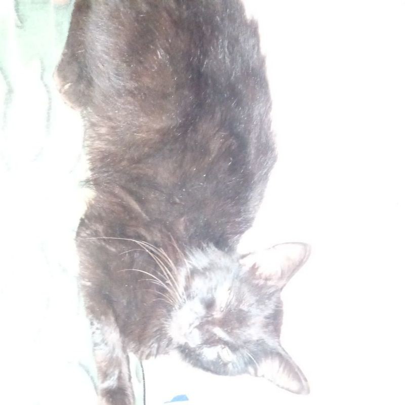 kucing anggora/persia