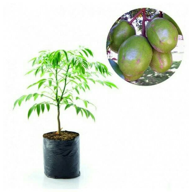 tanaman buah kedondong bangkok