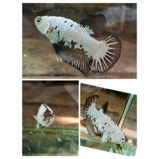 740 Koleksi Gambar Ikan Cupang Black Dragon Gratis Terbaik