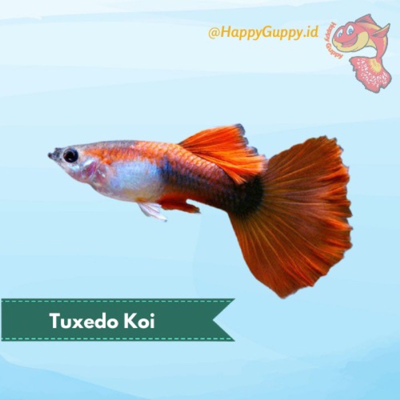 Ikan Hias Guppy Tuxedo Koi