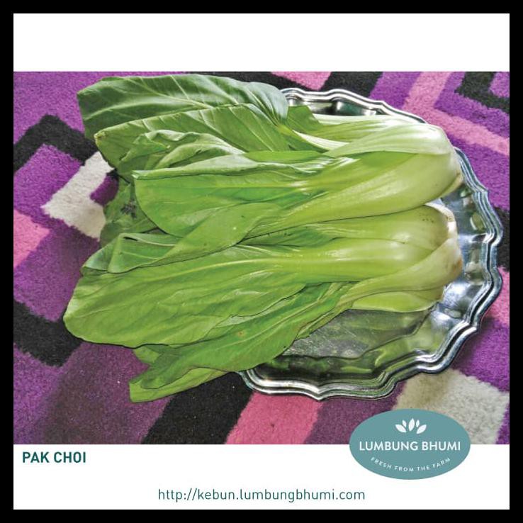 

HOT SALE Pak Choi ( Sayur - Sayuran Curah ) terjamin