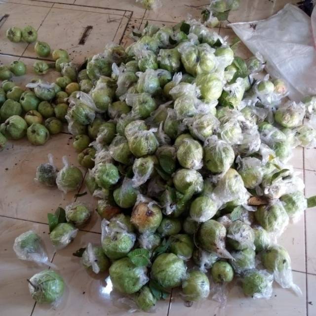 

Jambu kristal