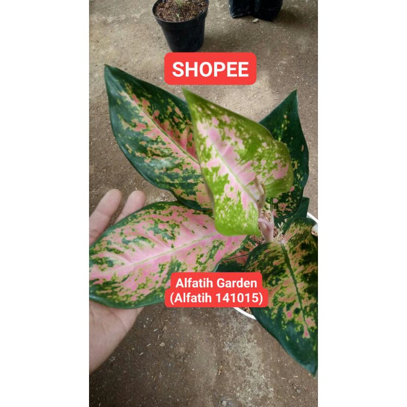 Promo// Tanaman hias aglonema kochin sutra-Tanaman hias-Kochin sutra-kochin sutera-PROMO Aglonema