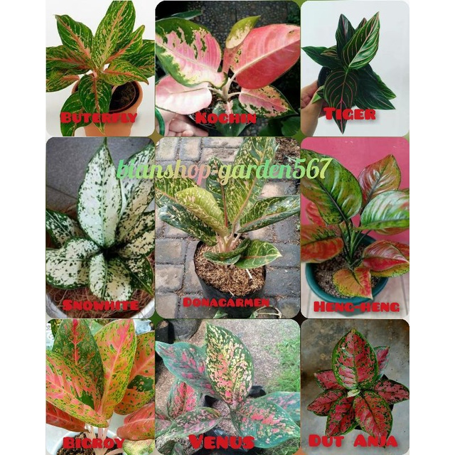 AGLONEMA PAKET 9 JENIS BUNGA AGLONEMA CANTIK TERMURAH √COD