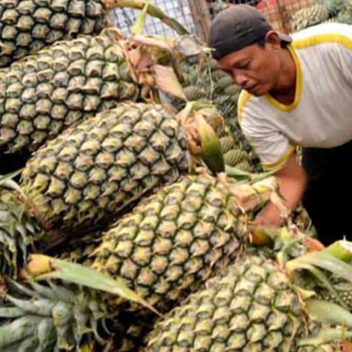 BIBIT MURAH 5 TANAMAN BIBIT NANAS MADU ASLI SUBANG UNGGULAN