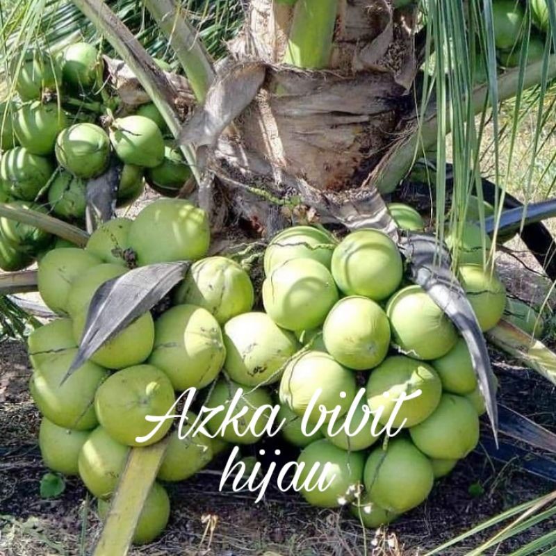 bibit kelapa hibrida/genjah