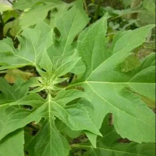 

Daun insulin segar 500gram/obat herbal