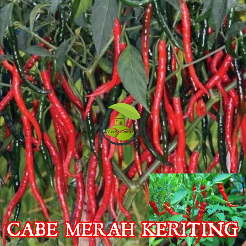 Benih cabe merah keriting unggul/benih cabai merah keriting