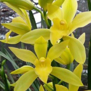 ANGGREK TANAH Golden Boy