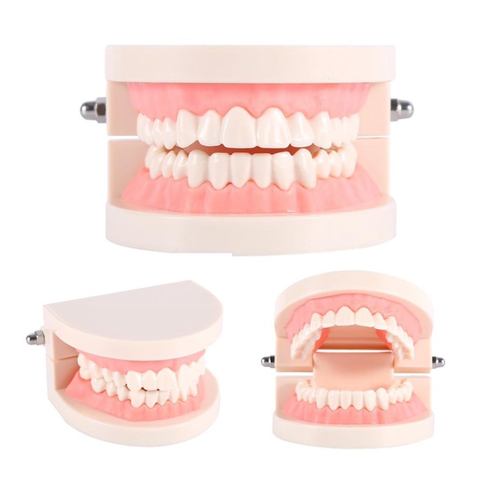 

Mantap Model Gigi Dewasa Standar Typodont Demonstration Teeth Model Study Murah