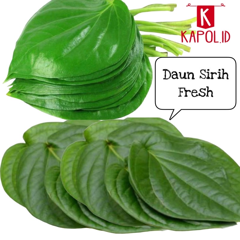 Jual Daun Sirih Hijau Segar Shopee Indonesia