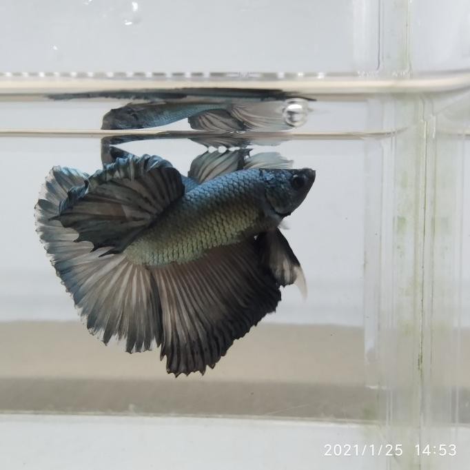 Ready Ikan Cupang Halfmoon Copper Premium