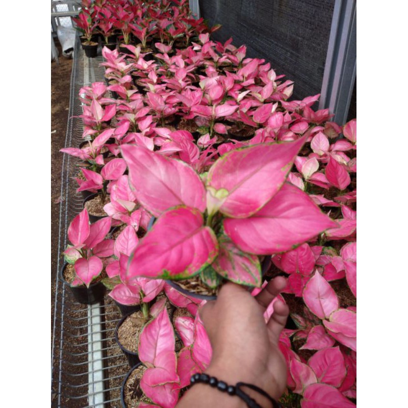 AGLONEMA PINK KATRINA