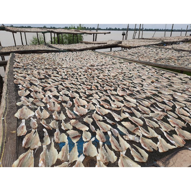

Ikan Asin Gulama khas Labuhanbatu