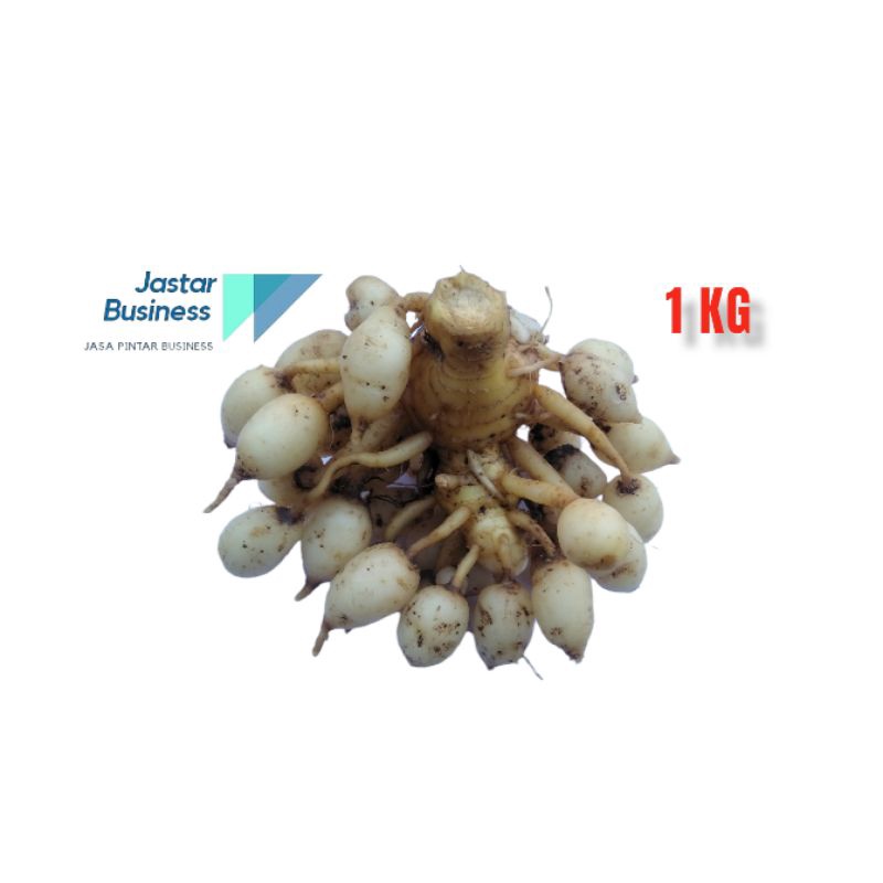 

KUNYIT PUTIH / KUNIR PUTIH (GRADE A)