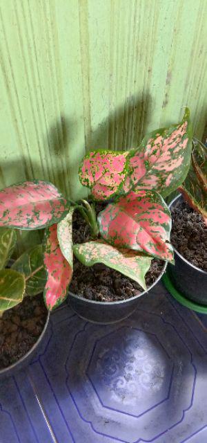 Tanaman Hias Indoor Aglaonema Dud Anjamani