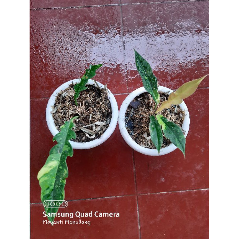 Philodendron Ring of Fire