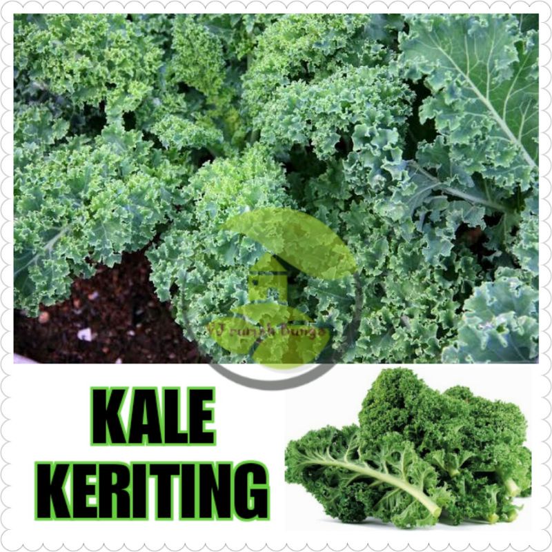 Benih Sayuran Unggul Ratusan Benih Sayur Benih Bibit Sayuran-Kale Keriting