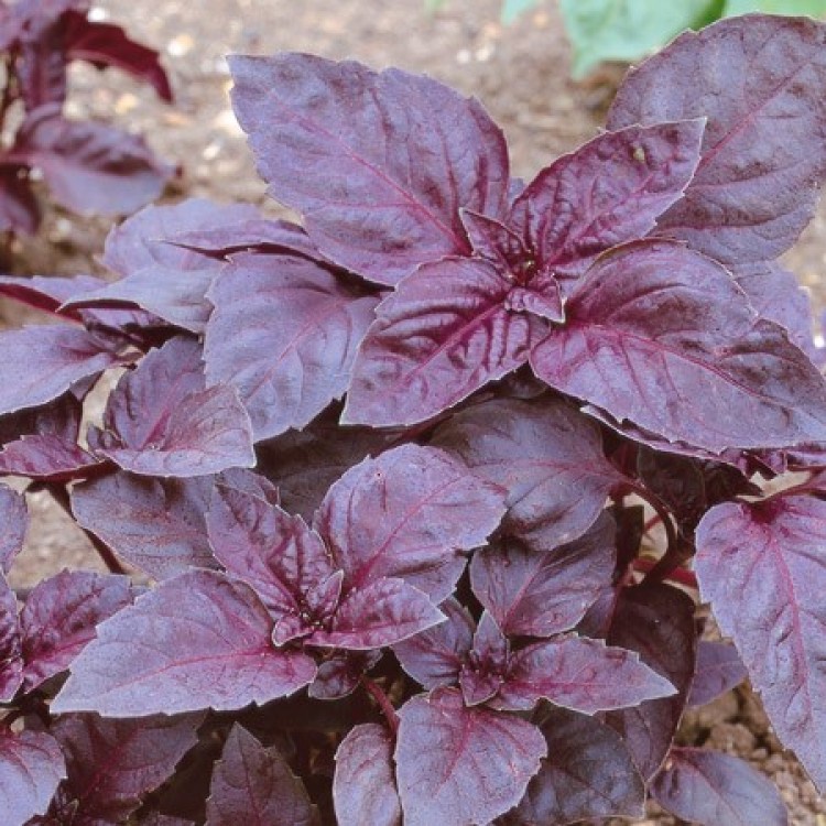 Bibit Red Leaf Basil/Red Rubin Basil Kemangi Merah