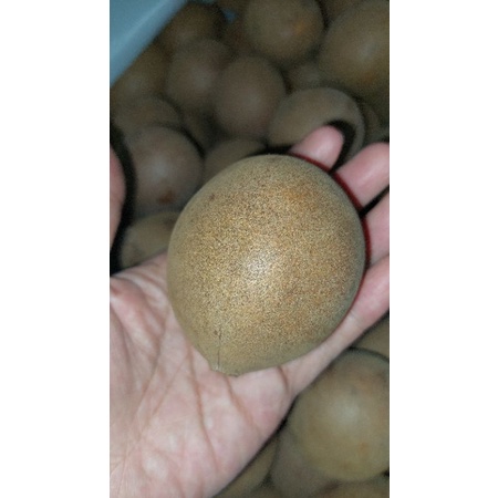 

Buah Kepel Segar